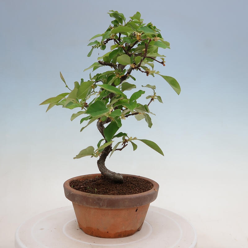 Bonsai für draußen - Pseudocydonia sinensis - Chinesische Quitte