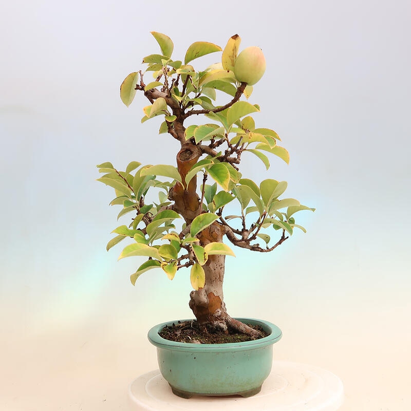 Bonsai für draußen - Pseudocydonia sinensis - Chinesische Quitte