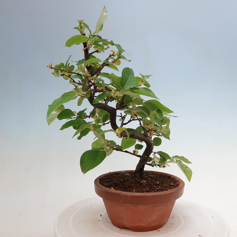 Bonsai für draußen - Pseudocydonia sinensis - Chinesische Quitte
