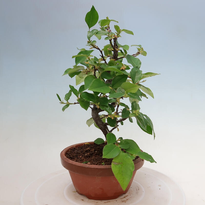 Bonsai für draußen - Pseudocydonia sinensis - Chinesische Quitte