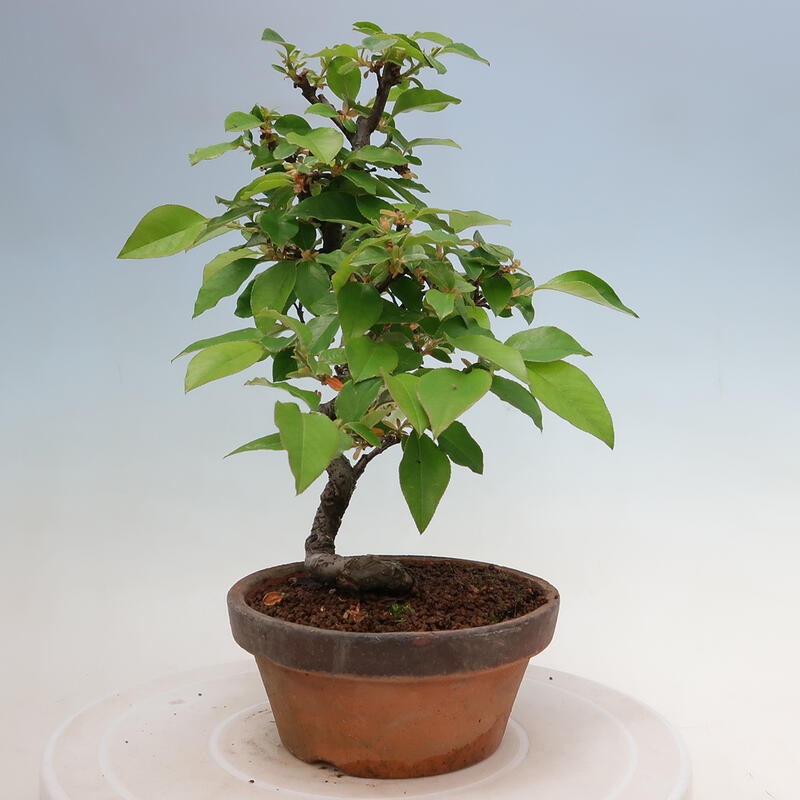 Bonsai für draußen - Pseudocydonia sinensis - Chinesische Quitte