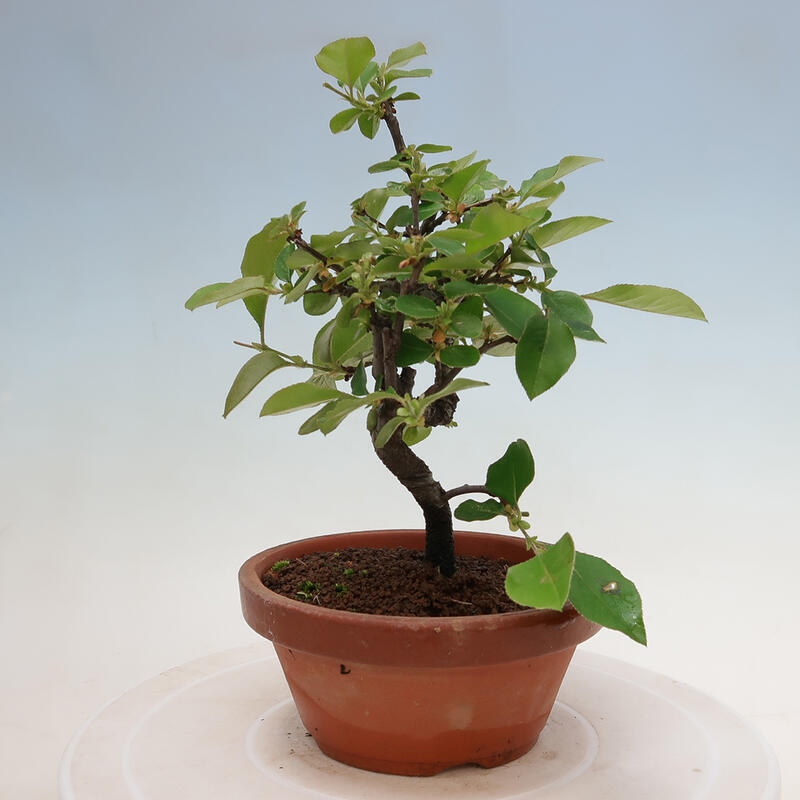 Bonsai für draußen - Pseudocydonia sinensis - Chinesische Quitte