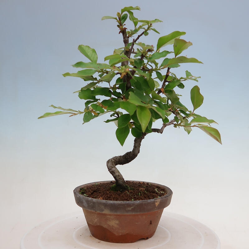 Bonsai für draußen - Pseudocydonia sinensis - Chinesische Quitte
