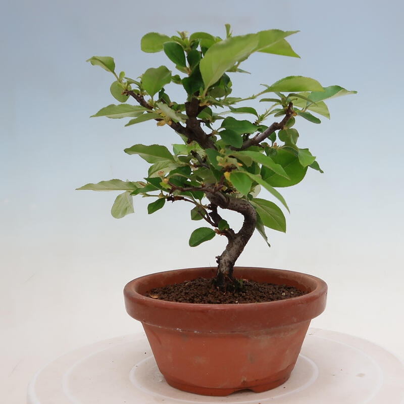 Bonsai für draußen - Pseudocydonia sinensis - Chinesische Quitte