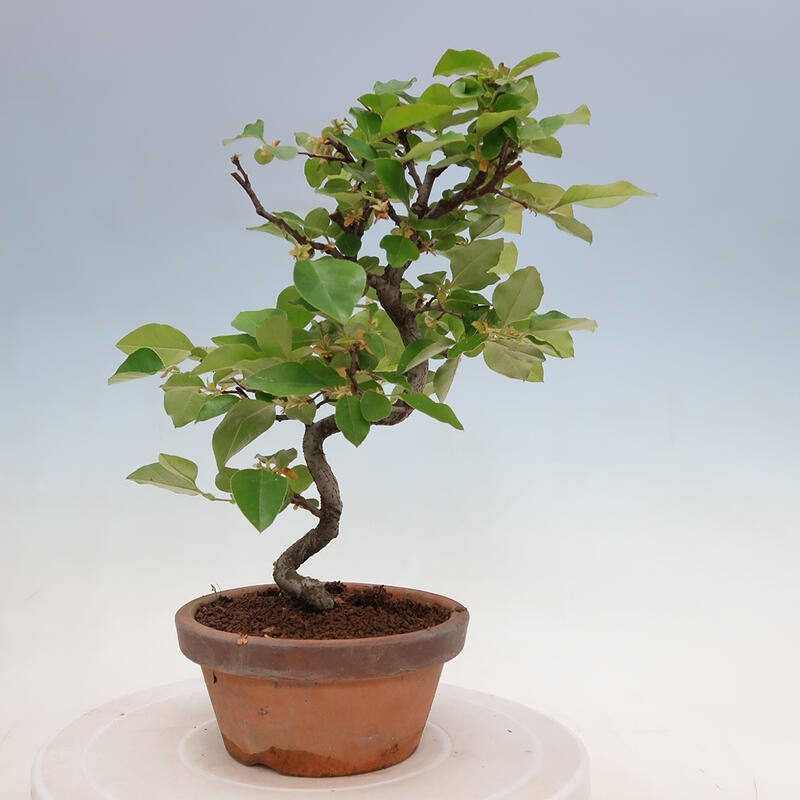 Bonsai für draußen - Pseudocydonia sinensis - Chinesische Quitte