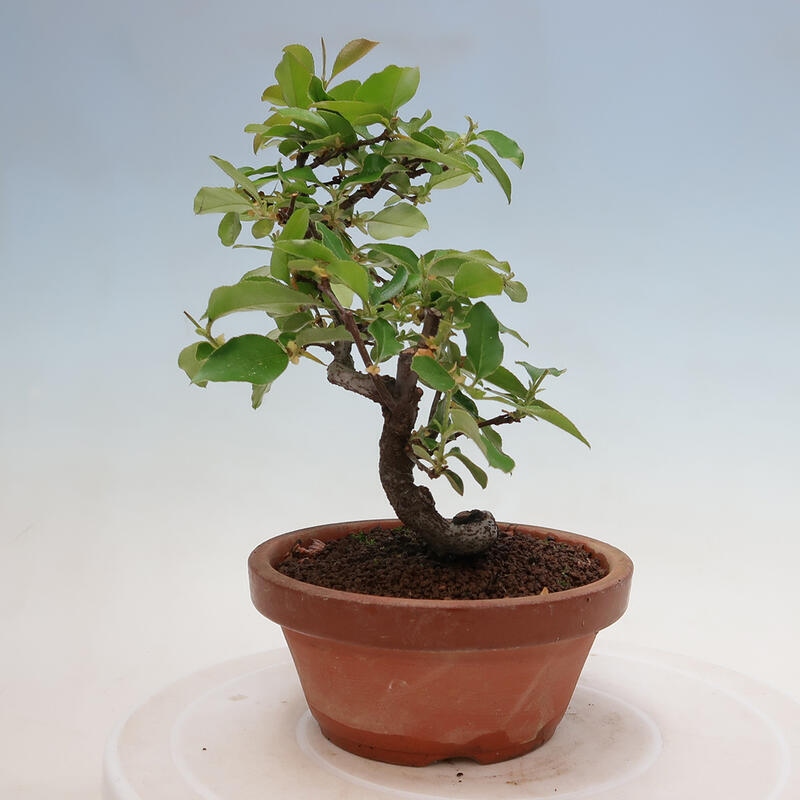 Bonsai für draußen - Pseudocydonia sinensis - Chinesische Quitte