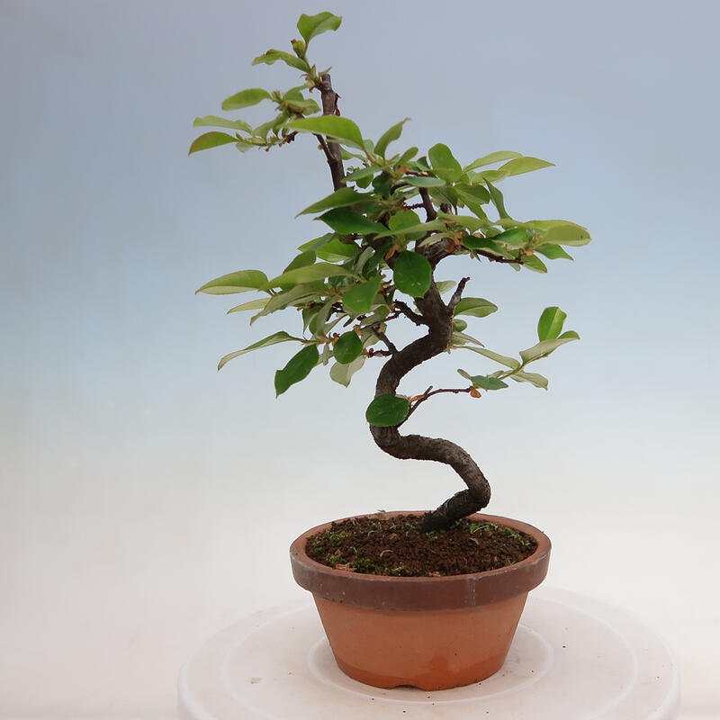 Bonsai für draußen - Pseudocydonia sinensis - Chinesische Quitte