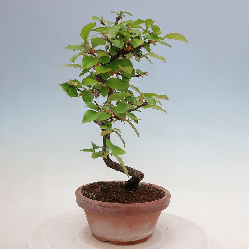 Bonsai für draußen - Pseudocydonia sinensis - Chinesische Quitte