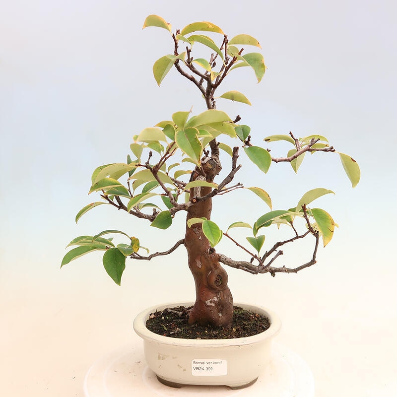 Bonsai für draußen - Pseudocydonia sinensis - Chinesische Quitte