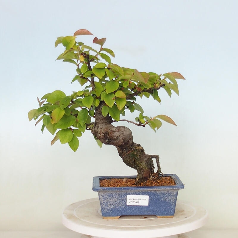 Bonsai für draußen - Pseudocydonia sinensis - Chinesische Quitte