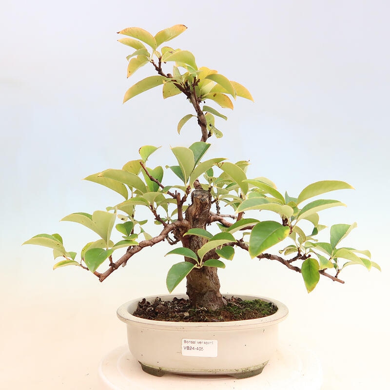Bonsai für draußen - Pseudocydonia sinensis - Chinesische Quitte