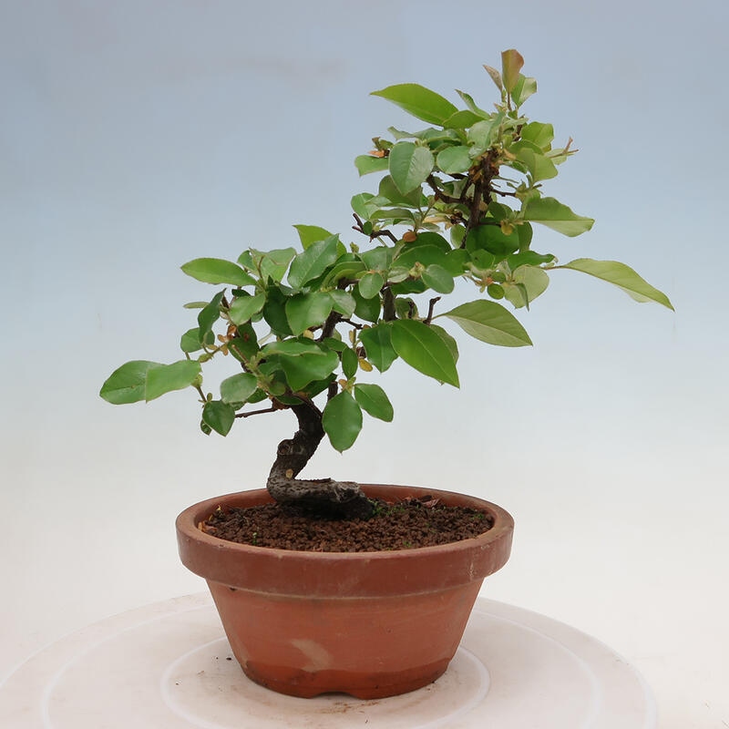 Bonsai für draußen - Pseudocydonia sinensis - Chinesische Quitte