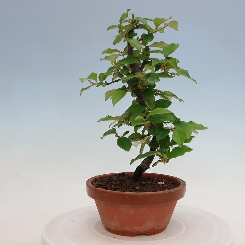 Bonsai für draußen - Pseudocydonia sinensis - Chinesische Quitte