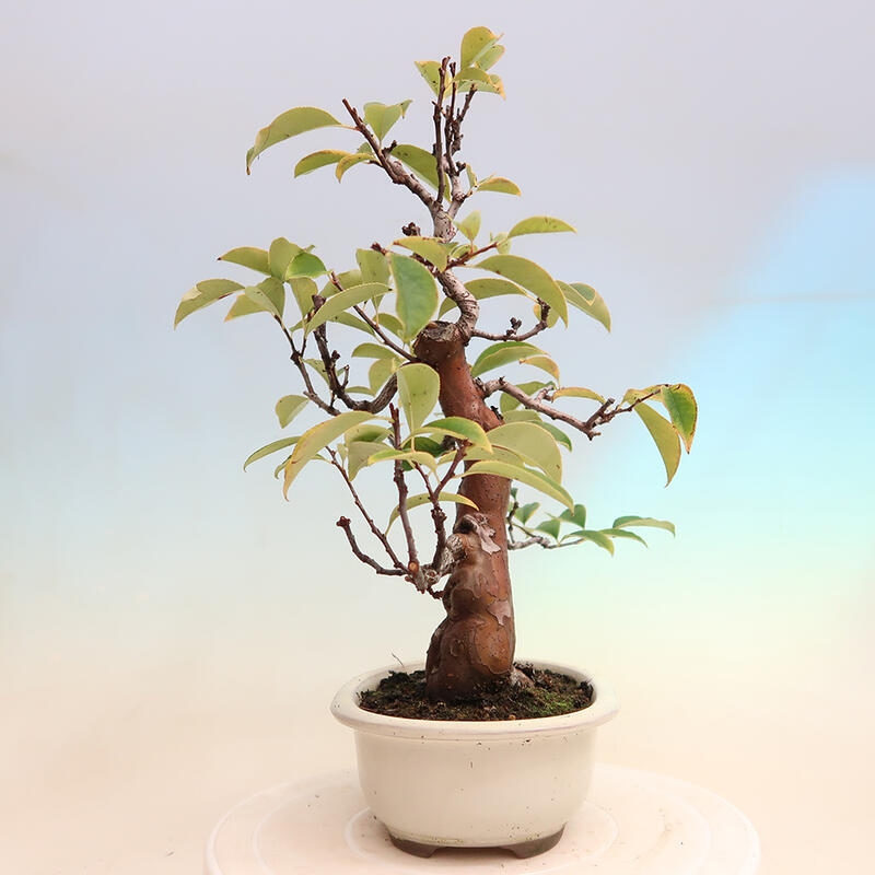 Bonsai für draußen - Pseudocydonia sinensis - Chinesische Quitte
