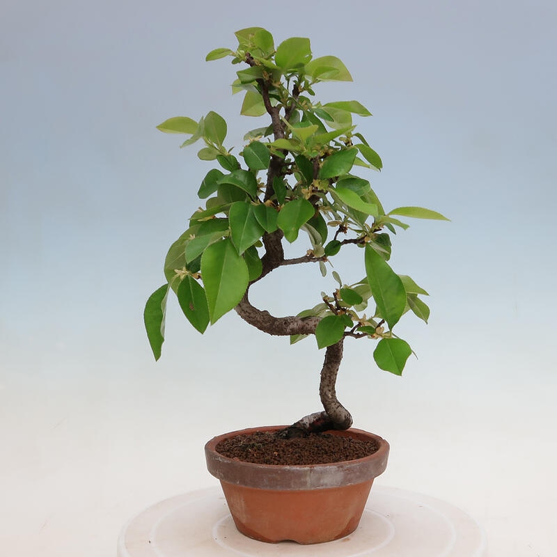 Bonsai für draußen - Pseudocydonia sinensis - Chinesische Quitte