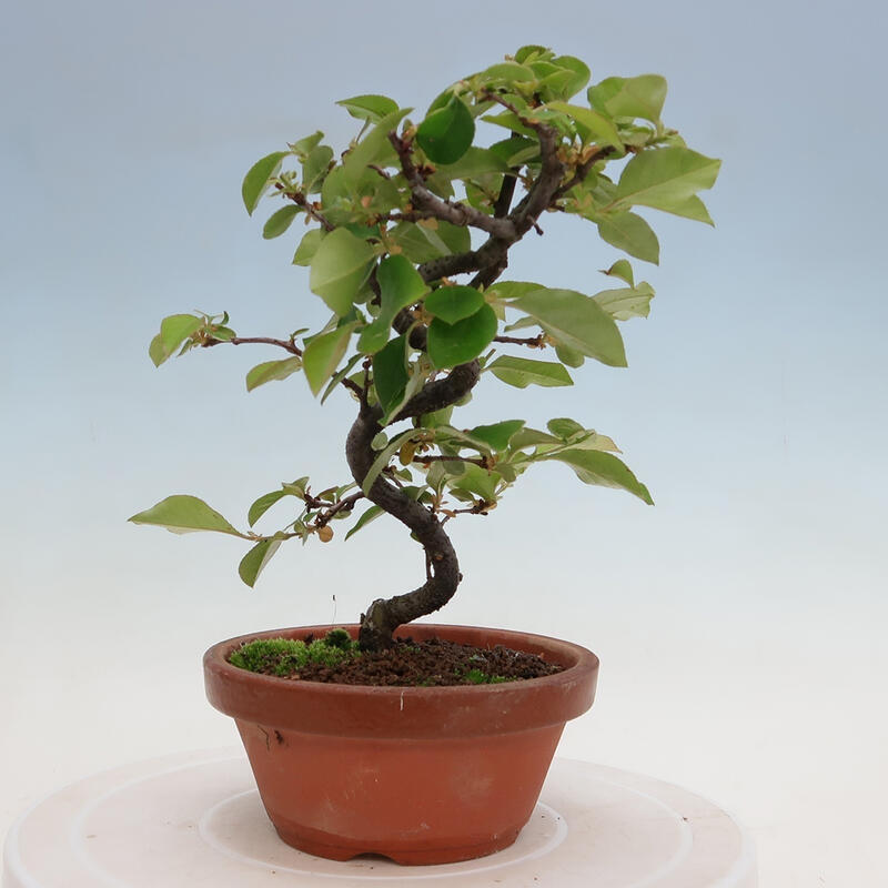 Bonsai für draußen - Pseudocydonia sinensis - Chinesische Quitte