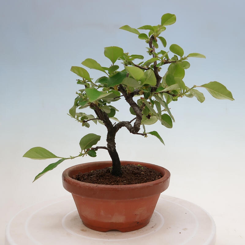 Bonsai für draußen - Pseudocydonia sinensis - Chinesische Quitte