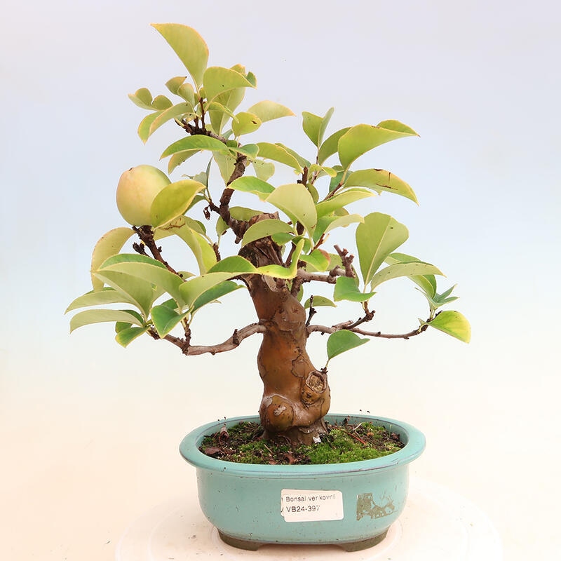 Bonsai für draußen - Pseudocydonia sinensis - Chinesische Quitte