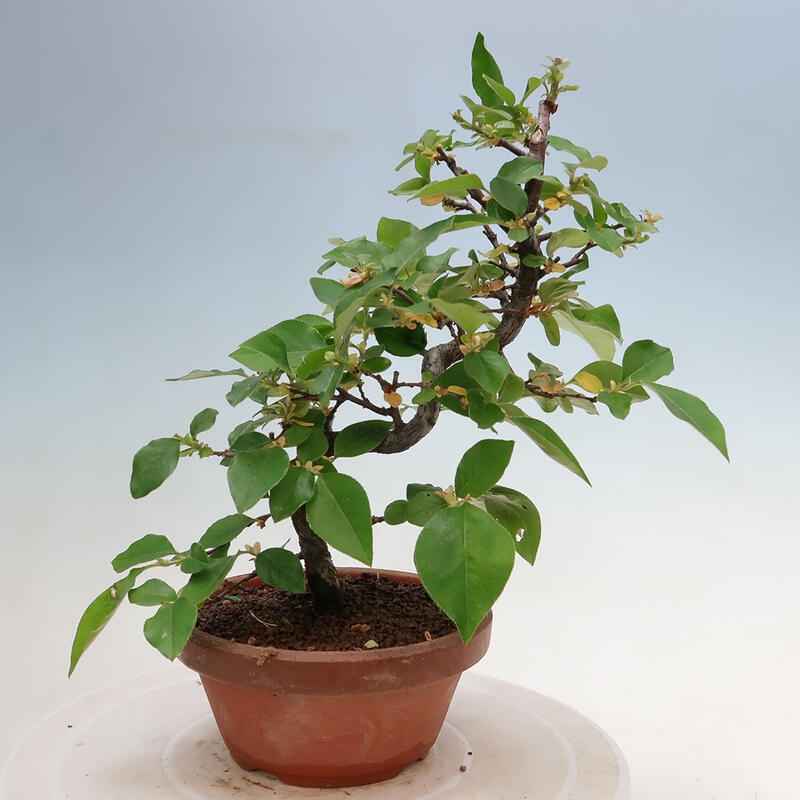 Bonsai für draußen - Pseudocydonia sinensis - Chinesische Quitte