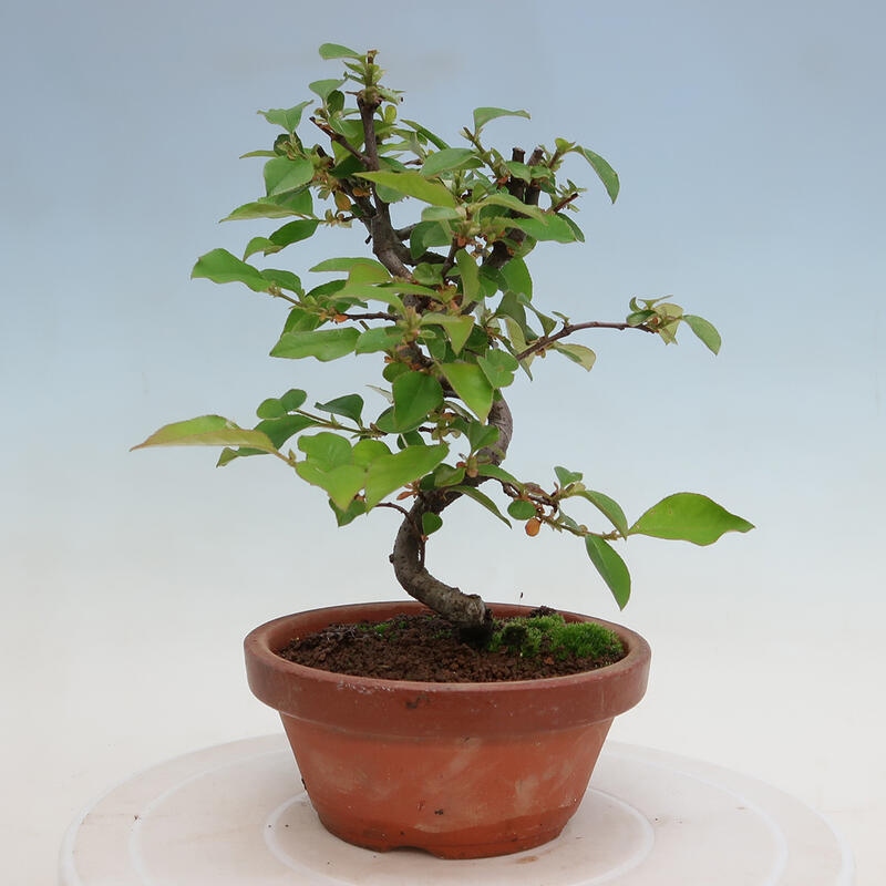Bonsai für draußen - Pseudocydonia sinensis - Chinesische Quitte