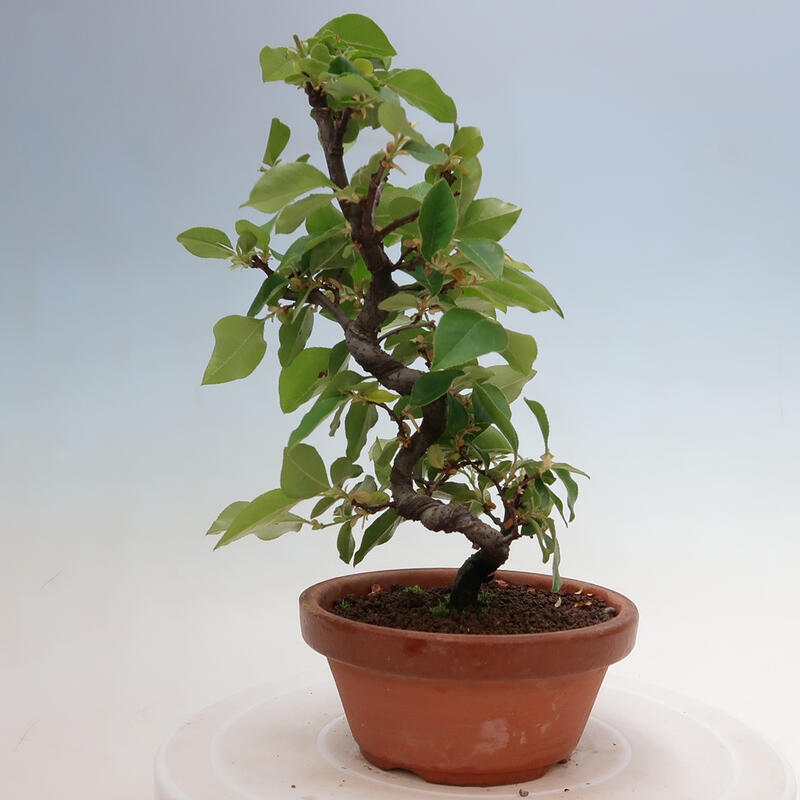 Bonsai für draußen - Pseudocydonia sinensis - Chinesische Quitte
