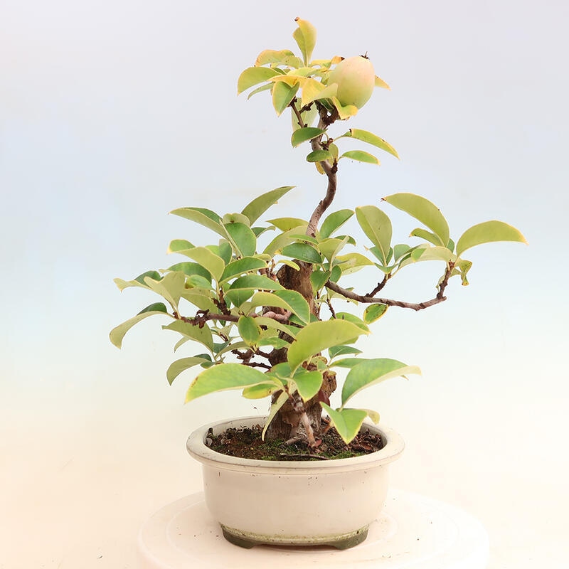 Bonsai für draußen - Pseudocydonia sinensis - Chinesische Quitte