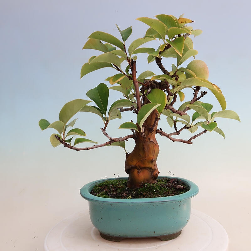 Bonsai für draußen - Pseudocydonia sinensis - Chinesische Quitte