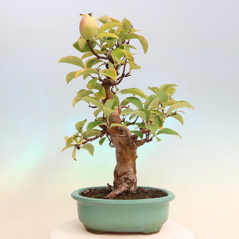 Bonsai für draußen - Pseudocydonia sinensis - Chinesische Quitte