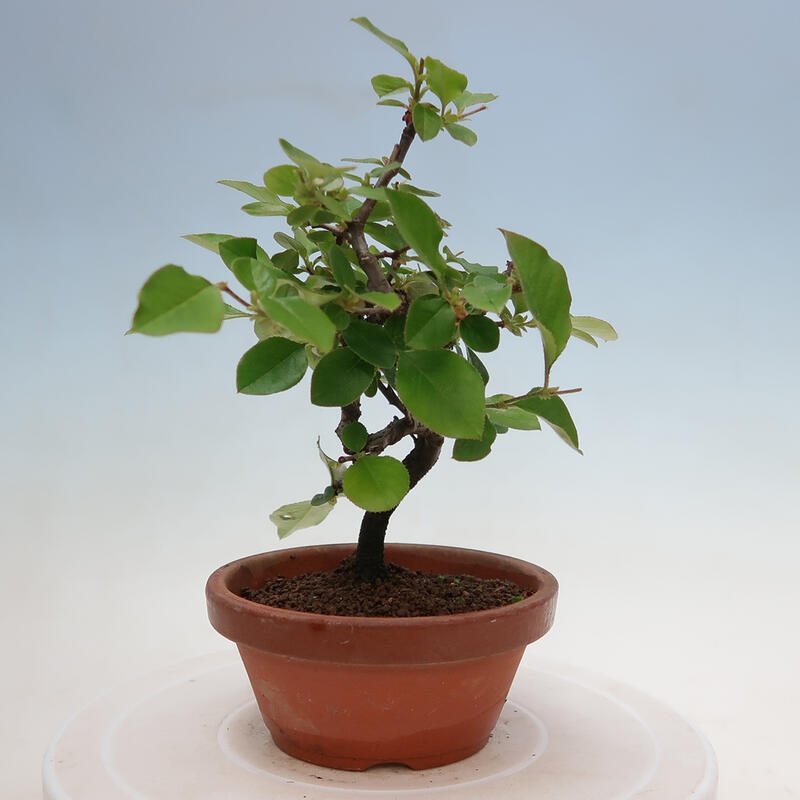 Bonsai für draußen - Pseudocydonia sinensis - Chinesische Quitte
