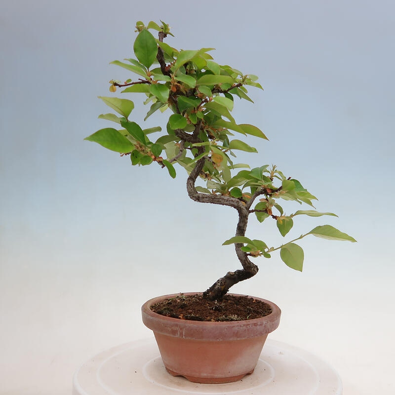 Bonsai für draußen - Pseudocydonia sinensis - Chinesische Quitte