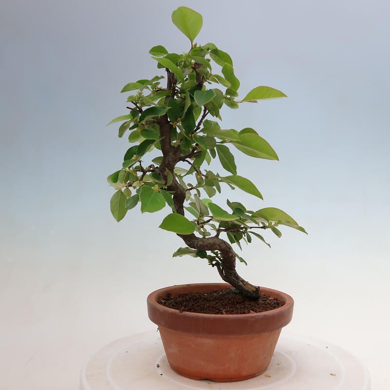 Bonsai für draußen - Pseudocydonia sinensis - Chinesische Quitte