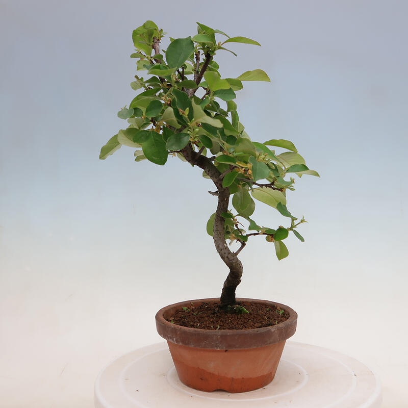 Bonsai für draußen - Pseudocydonia sinensis - Chinesische Quitte