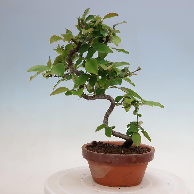 Bonsai für draußen - Pseudocydonia sinensis - Chinesische Quitte