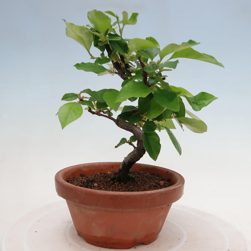 Bonsai für draußen - Pseudocydonia sinensis - Chinesische Quitte