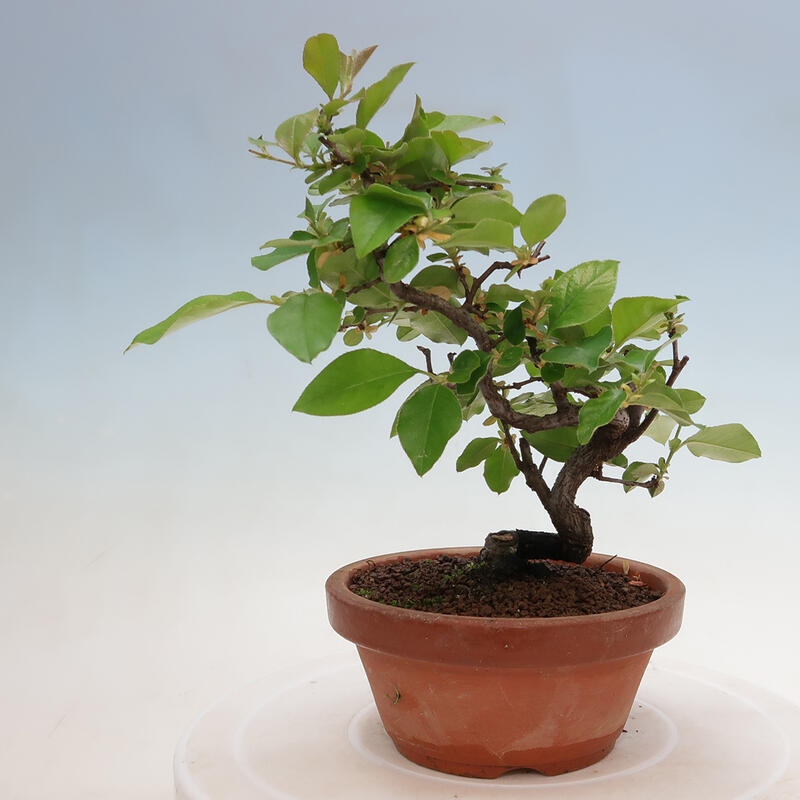 Bonsai für draußen - Pseudocydonia sinensis - Chinesische Quitte