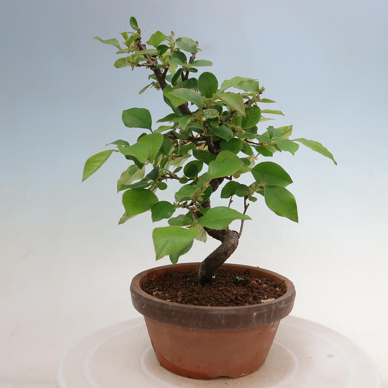 Bonsai für draußen - Pseudocydonia sinensis - Chinesische Quitte