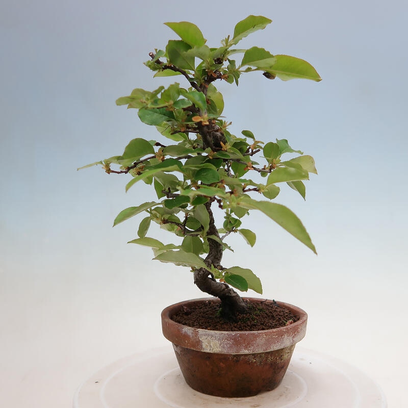 Bonsai für draußen - Pseudocydonia sinensis - Chinesische Quitte