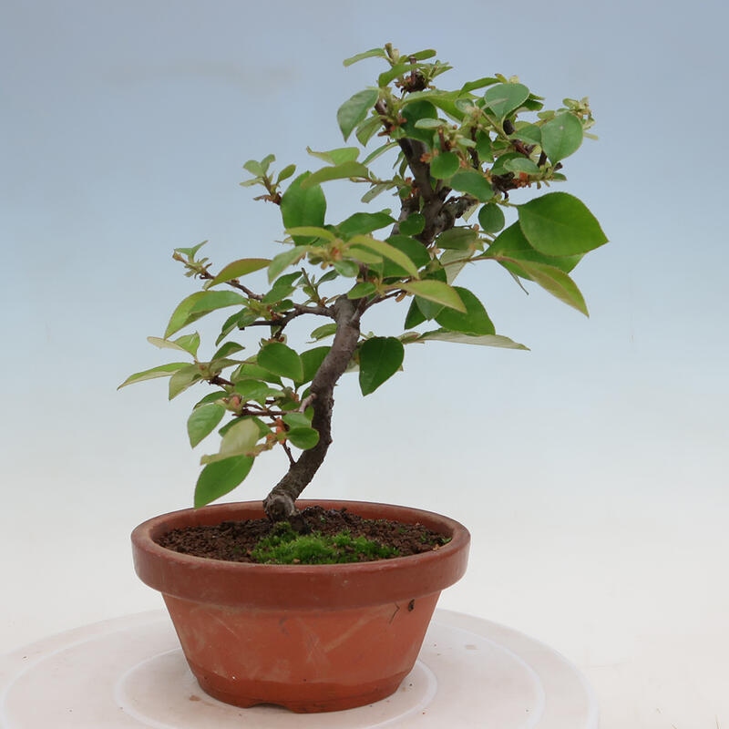 Bonsai für draußen - Pseudocydonia sinensis - Chinesische Quitte