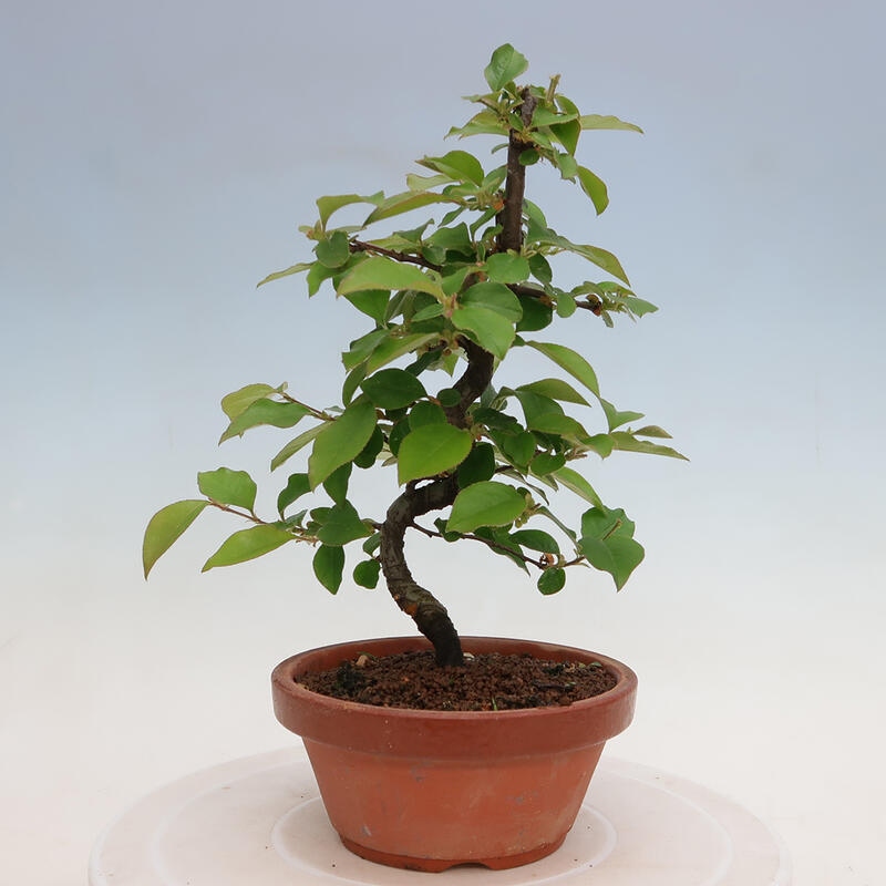 Bonsai für draußen - Pseudocydonia sinensis - Chinesische Quitte