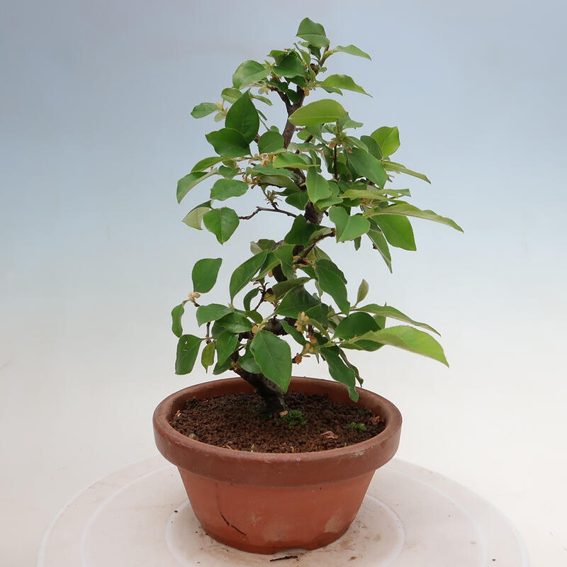 Bonsai für draußen - Pseudocydonia sinensis - Chinesische Quitte