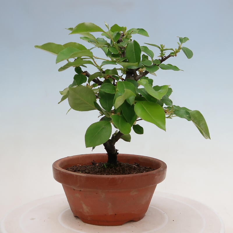 Bonsai für draußen - Pseudocydonia sinensis - Chinesische Quitte