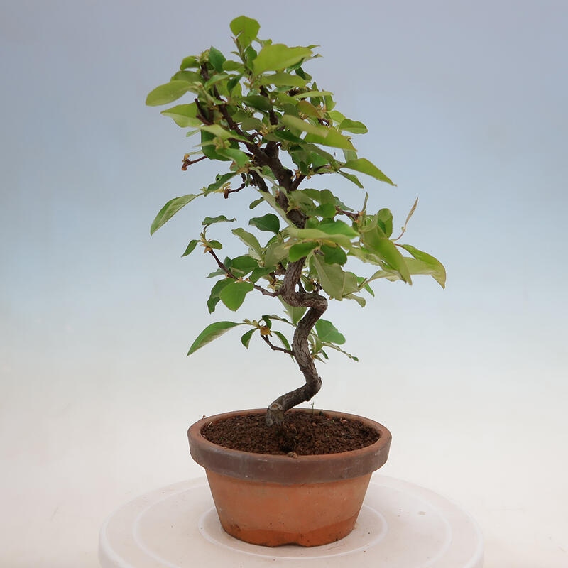 Bonsai für draußen - Pseudocydonia sinensis - Chinesische Quitte