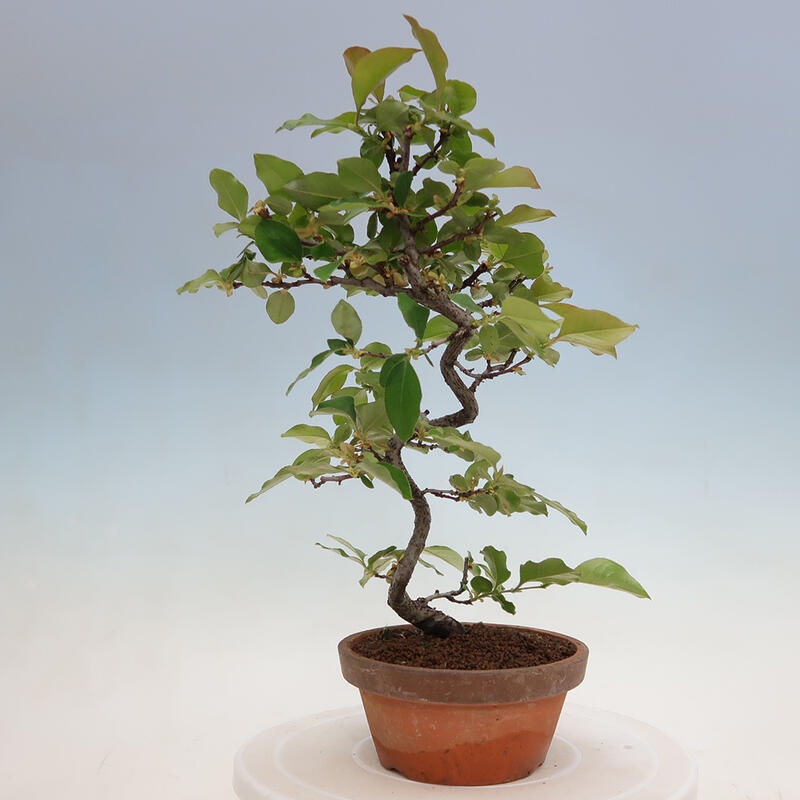 Bonsai für draußen - Pseudocydonia sinensis - Chinesische Quitte
