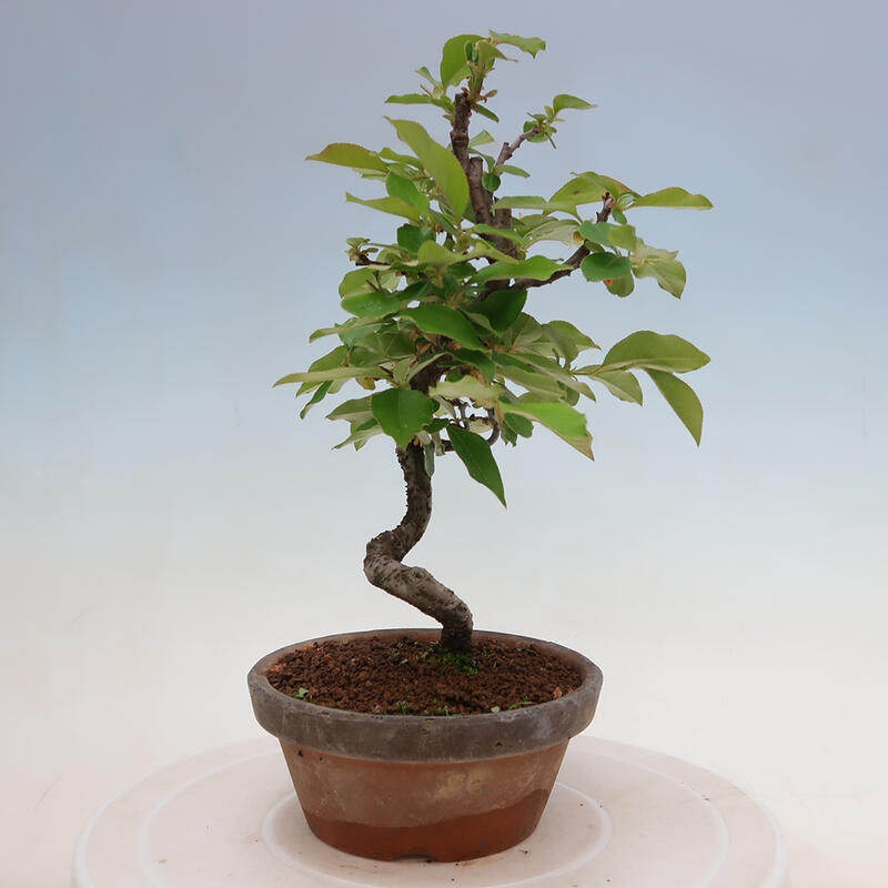 Bonsai für draußen - Pseudocydonia sinensis - Chinesische Quitte