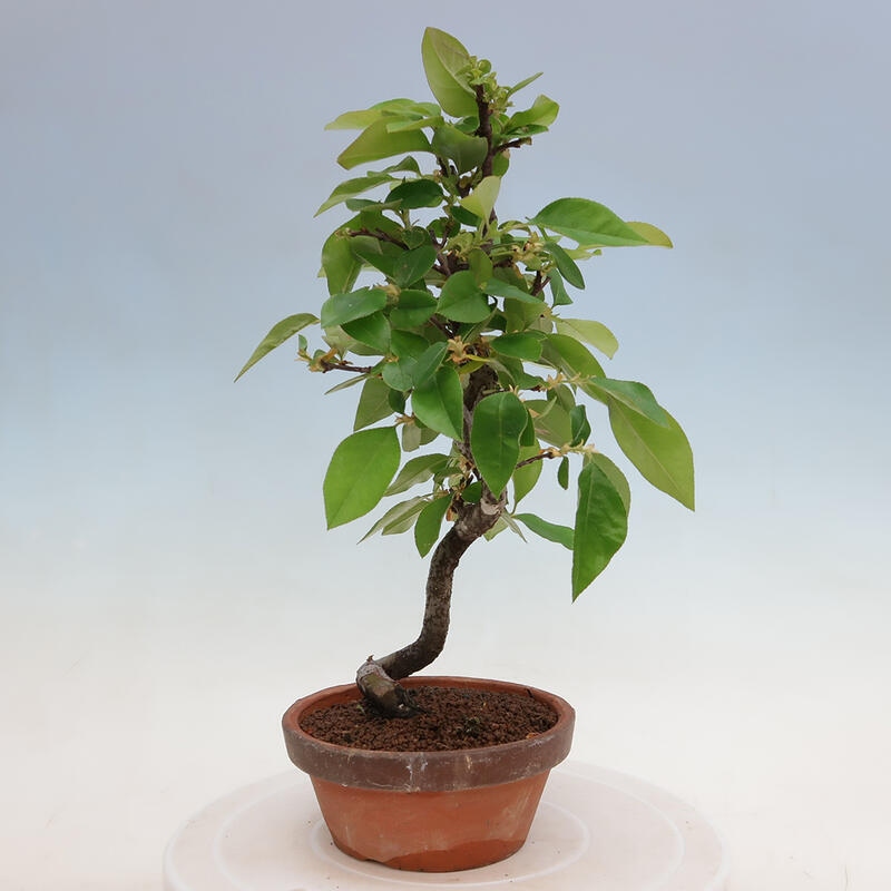Bonsai für draußen - Pseudocydonia sinensis - Chinesische Quitte