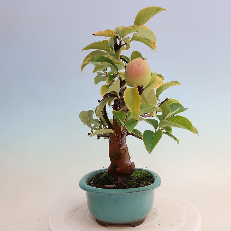 Bonsai für draußen - Pseudocydonia sinensis - Chinesische Quitte