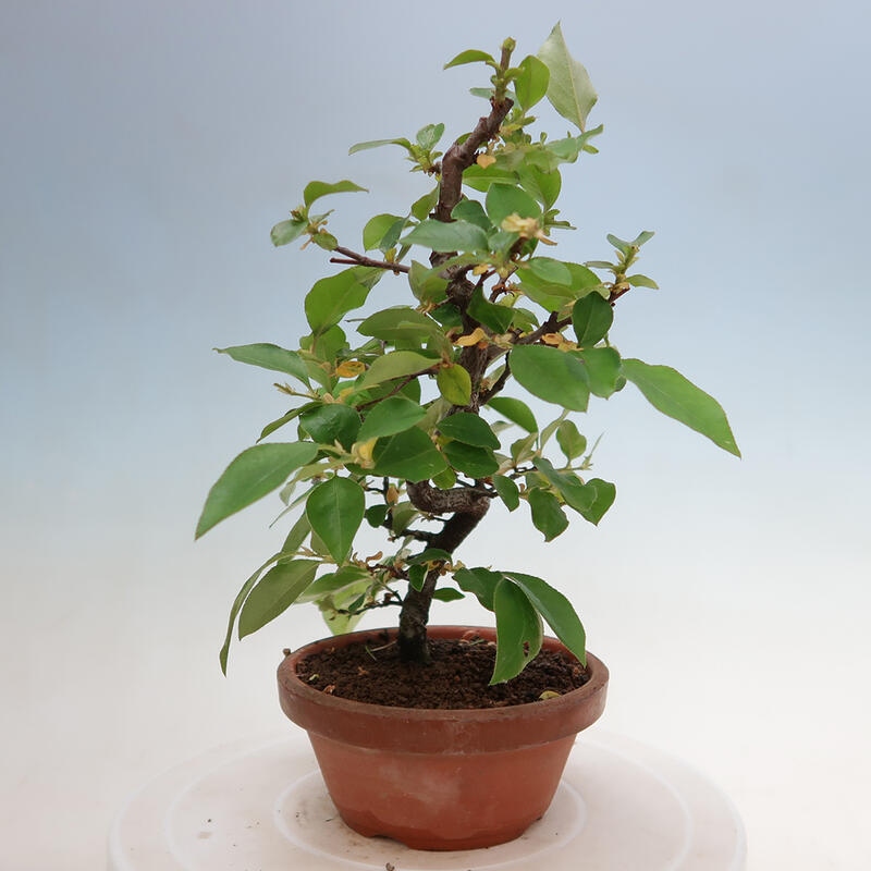 Bonsai für draußen - Pseudocydonia sinensis - Chinesische Quitte