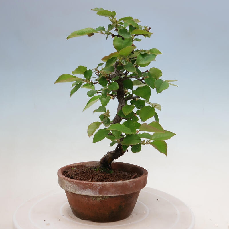 Bonsai für draußen - Pseudocydonia sinensis - Chinesische Quitte