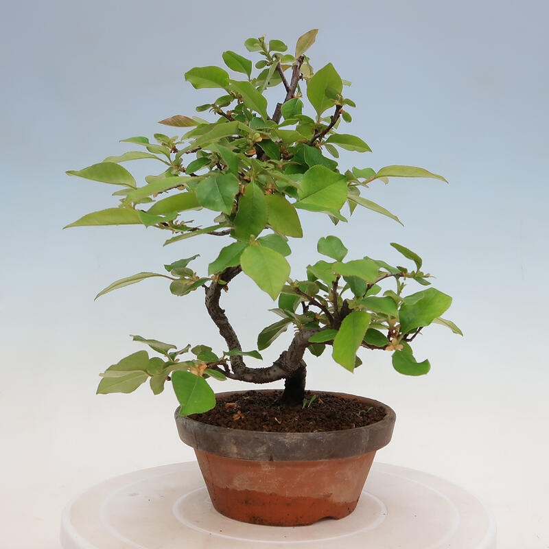 Bonsai für draußen - Pseudocydonia sinensis - Chinesische Quitte