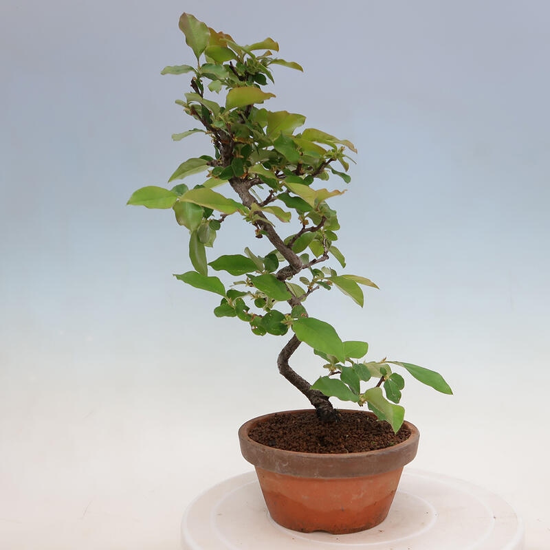 Bonsai für draußen - Pseudocydonia sinensis - Chinesische Quitte
